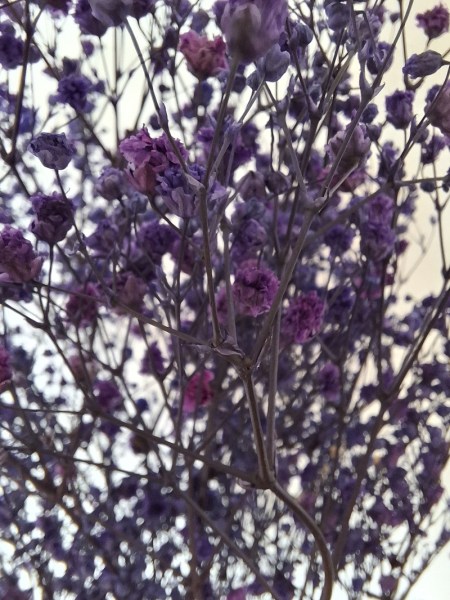 Gypsophila fialova 2